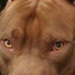 El hombre que hablaba con los perros